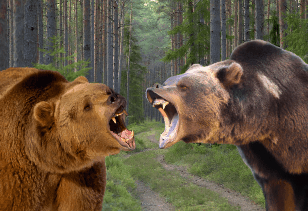 What's The Difference Between A Brown Bear And A Grizzly Bear