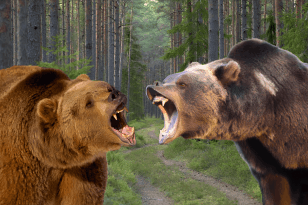 What’s The Difference Between A Brown Bear And A Grizzly Bear What's The Difference Between A Brown Bear And A Grizzly Bear