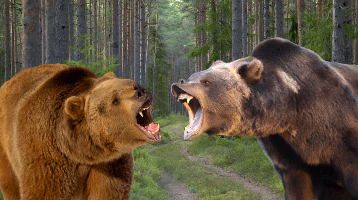What's The Difference Between A Brown Bear And A Grizzly Bear